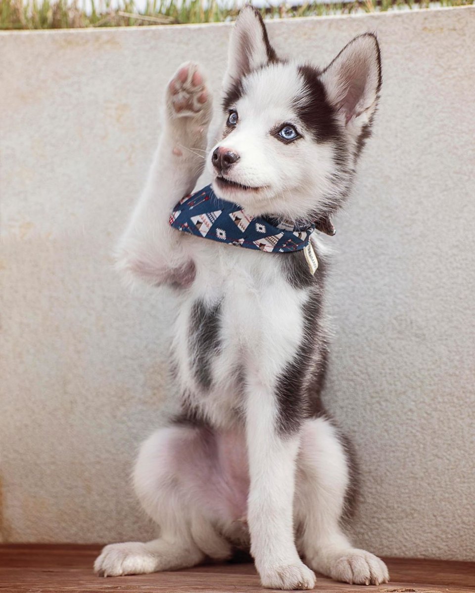 Помесь хаски и шпица