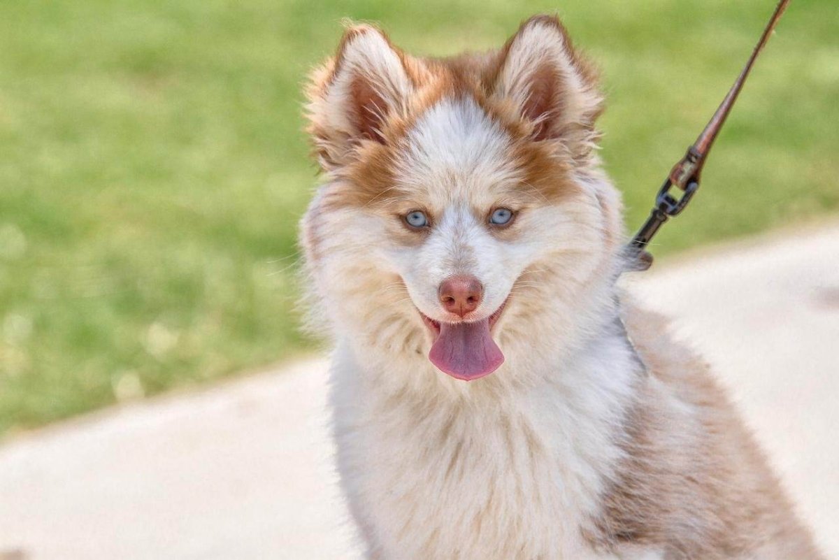 Метис аусси и шпиц