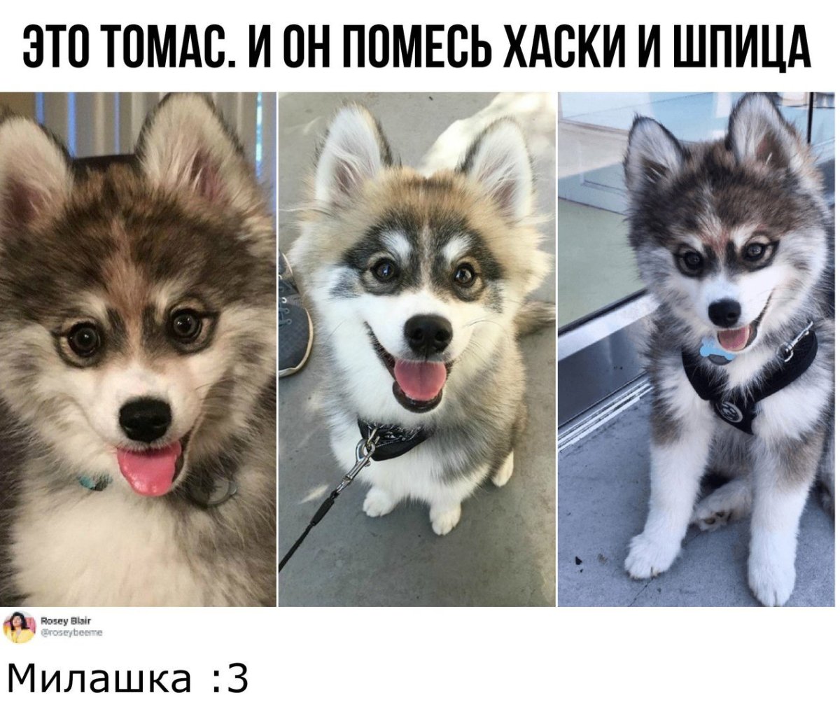 Хаски+ шпиц