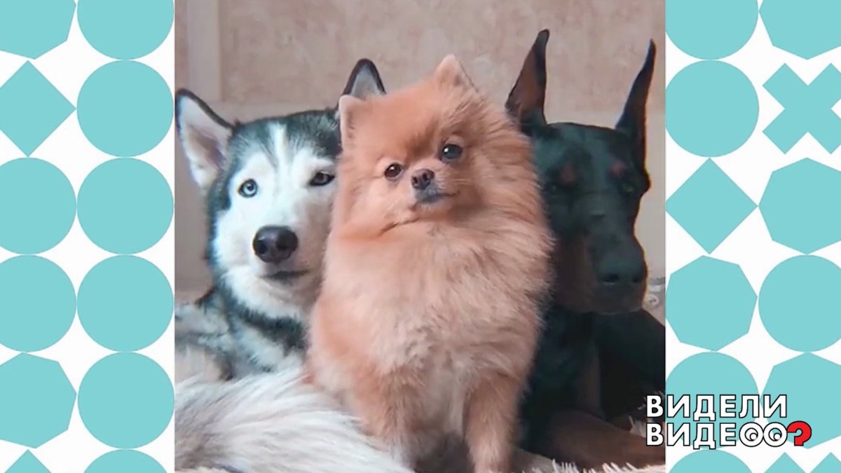 Помски собака рыжая