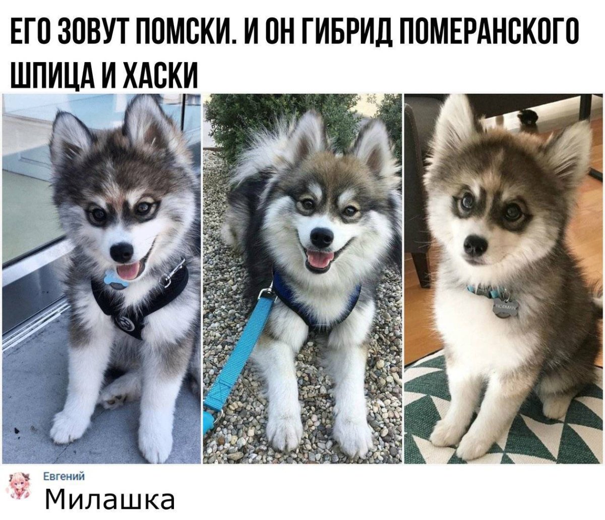 Немецкий шпиц и хаски