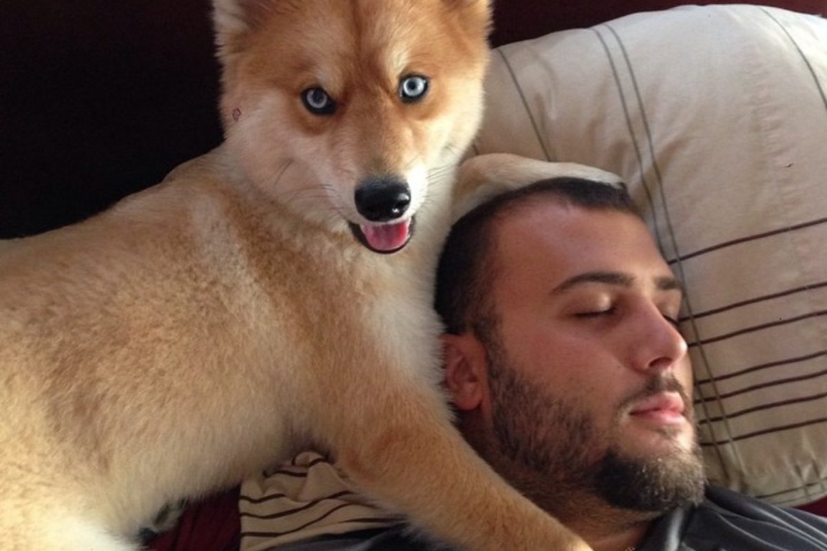 Помски Миа собака лиса