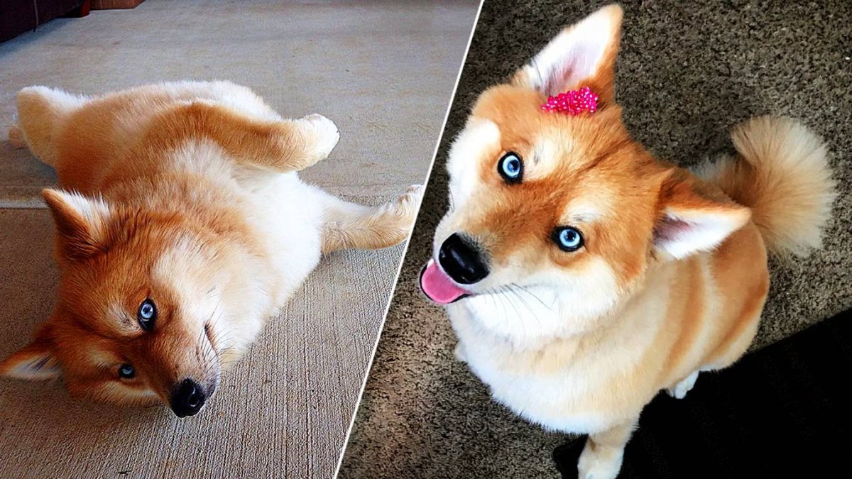 Лисья помски