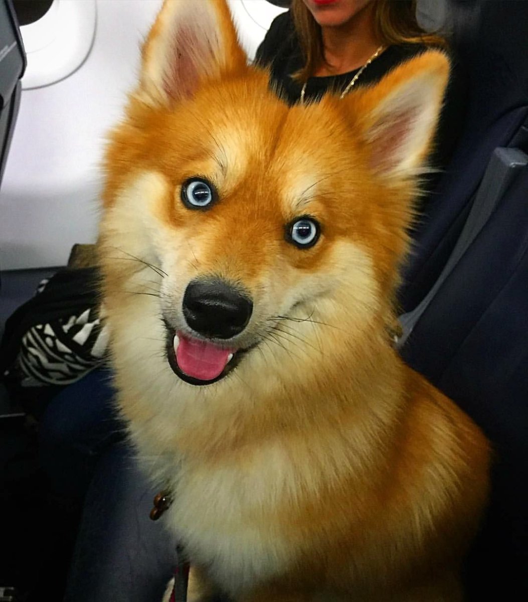 Помски собака рыжая