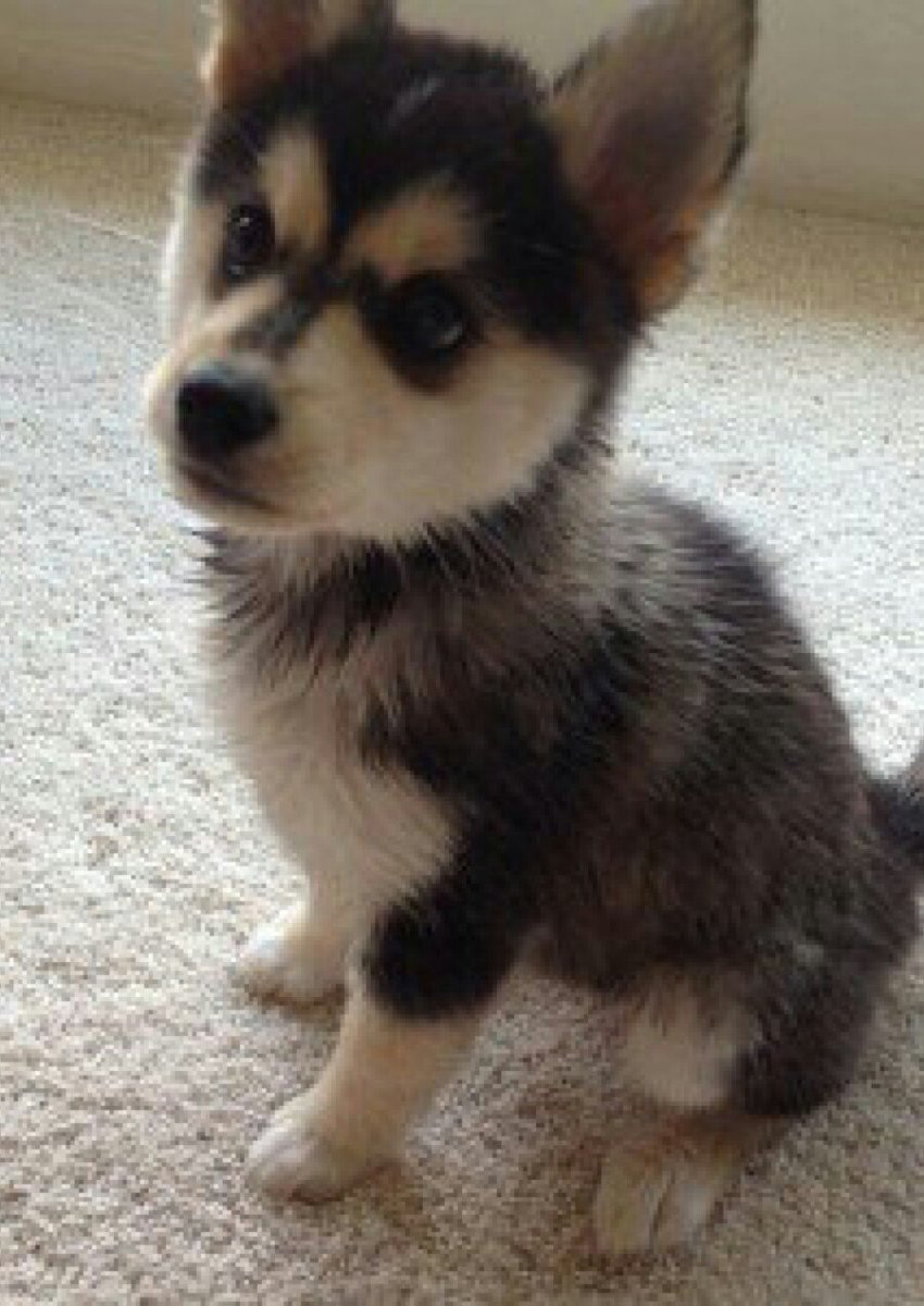 Метис корги и аусси