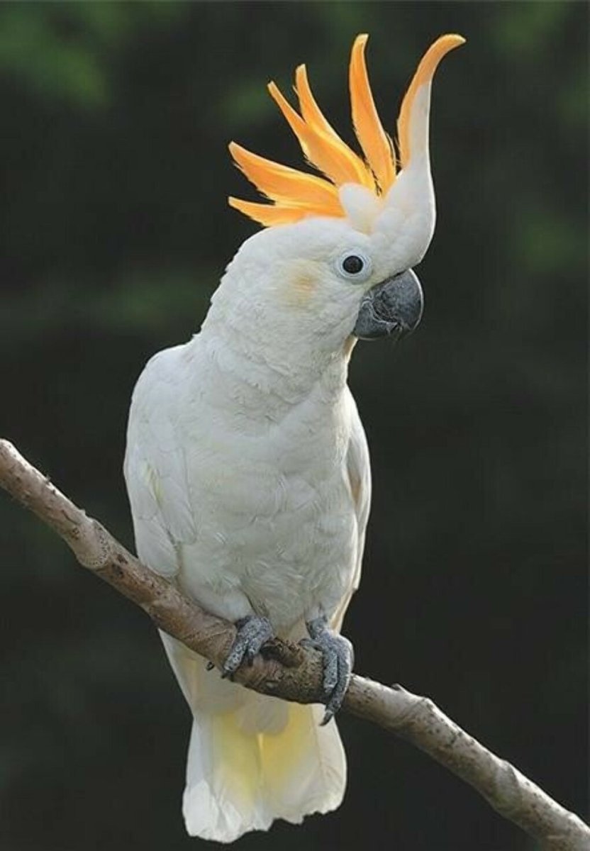 Какад. Желтохохлый Какаду. Попугай Какаду. Белый попугай Какаду. Попугай Какаду белый с хохолком.
