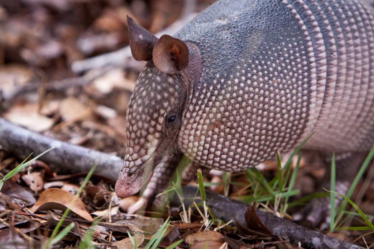 Броненосец животное