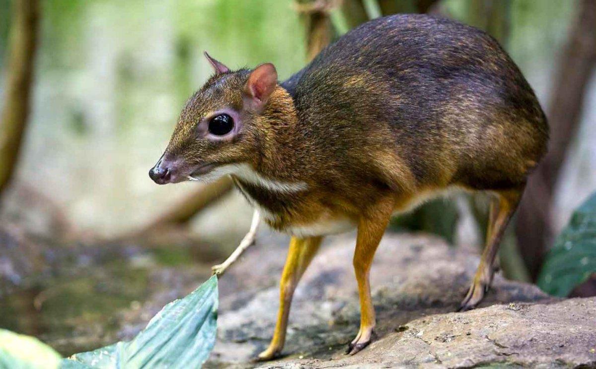 Игрушки Santaniel Inari Foxes