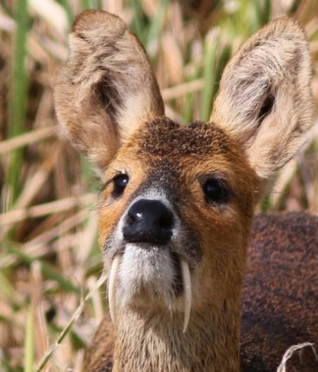 Уникальные животные