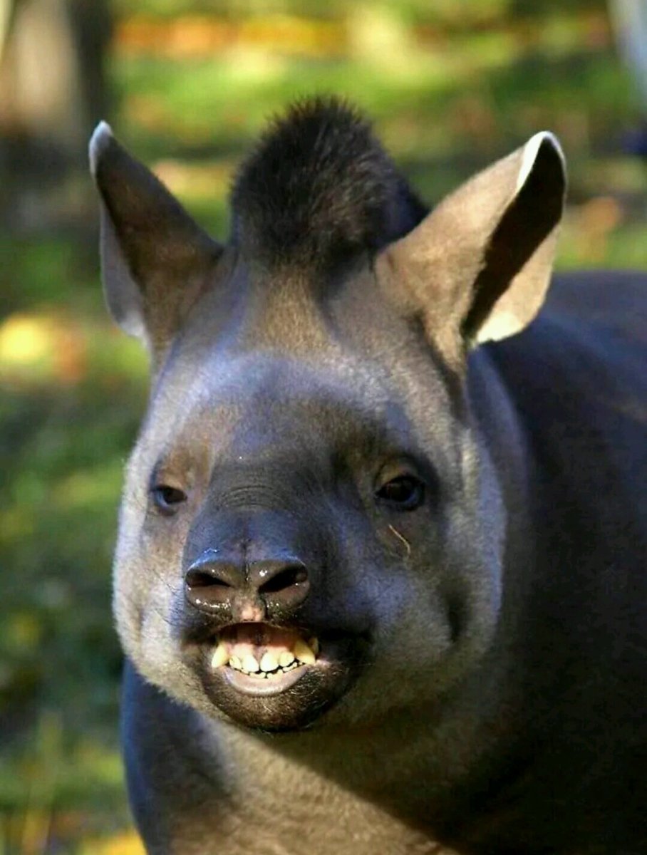 Окапи Лесной Жираф