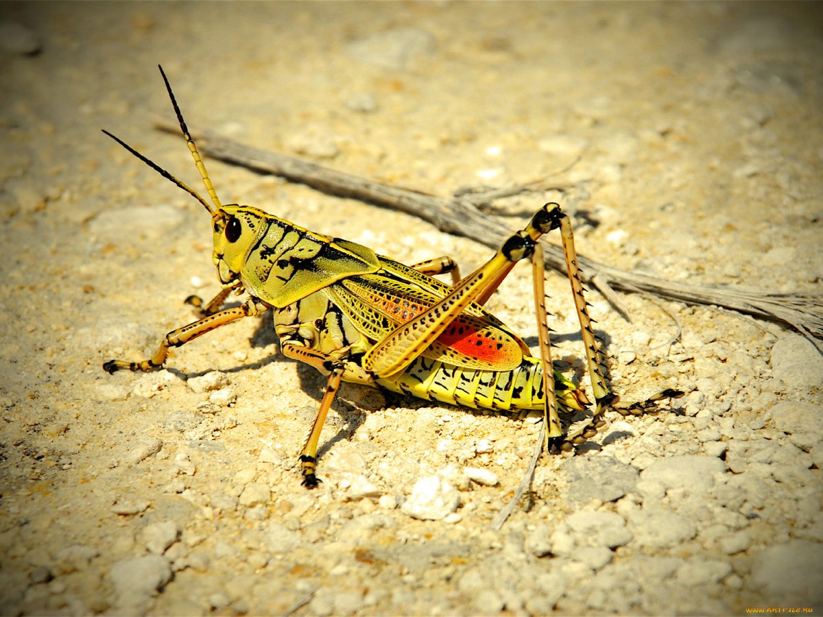 Кокон саранчи