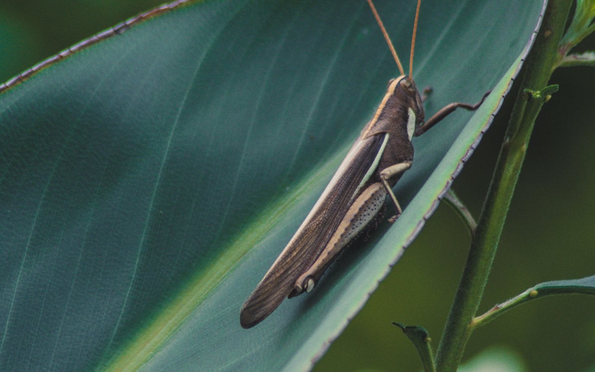 Кузнечик большой коричневый