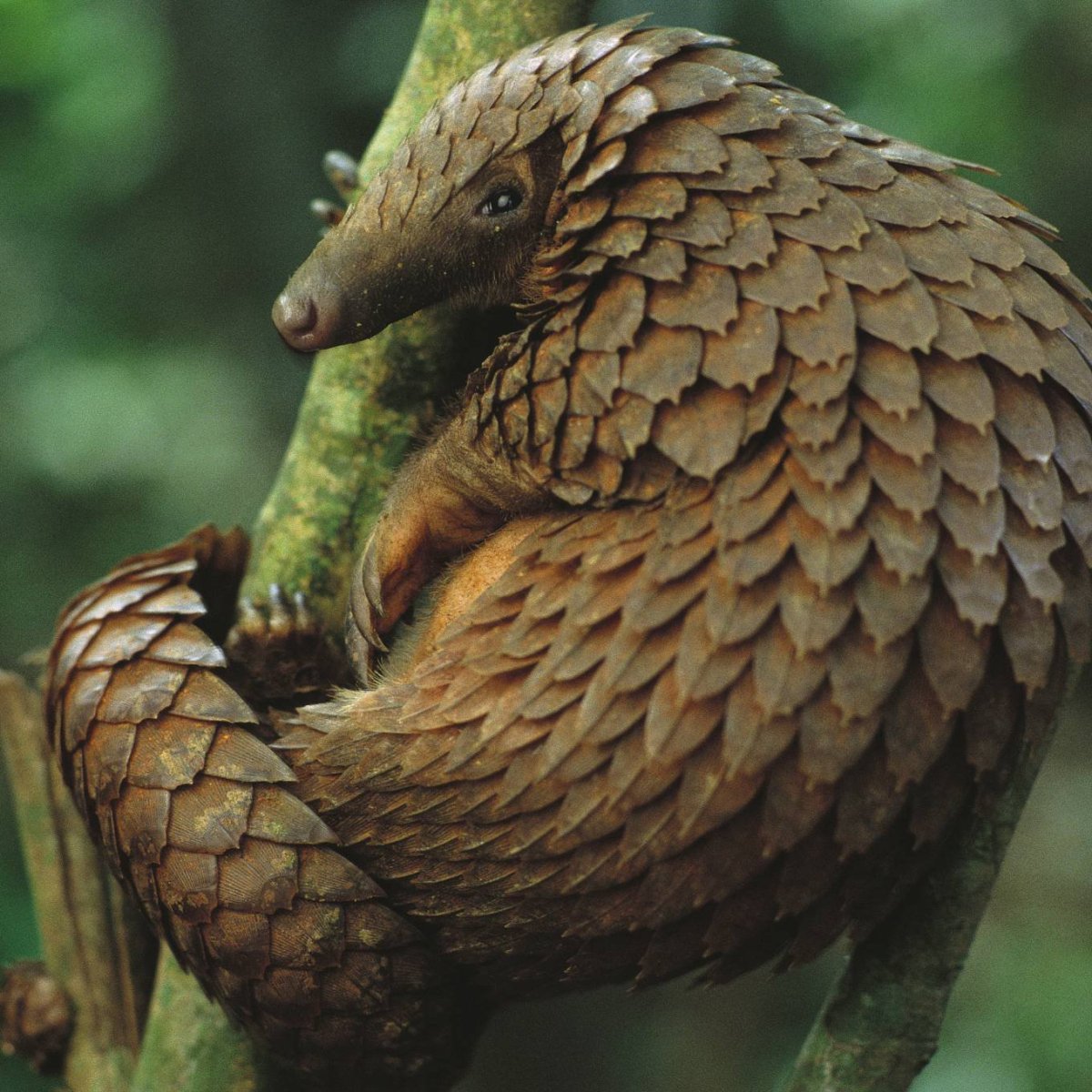 Винторогий козел