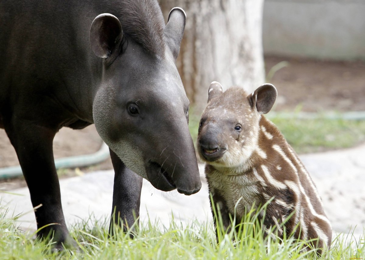Винторогая антилопа Африки