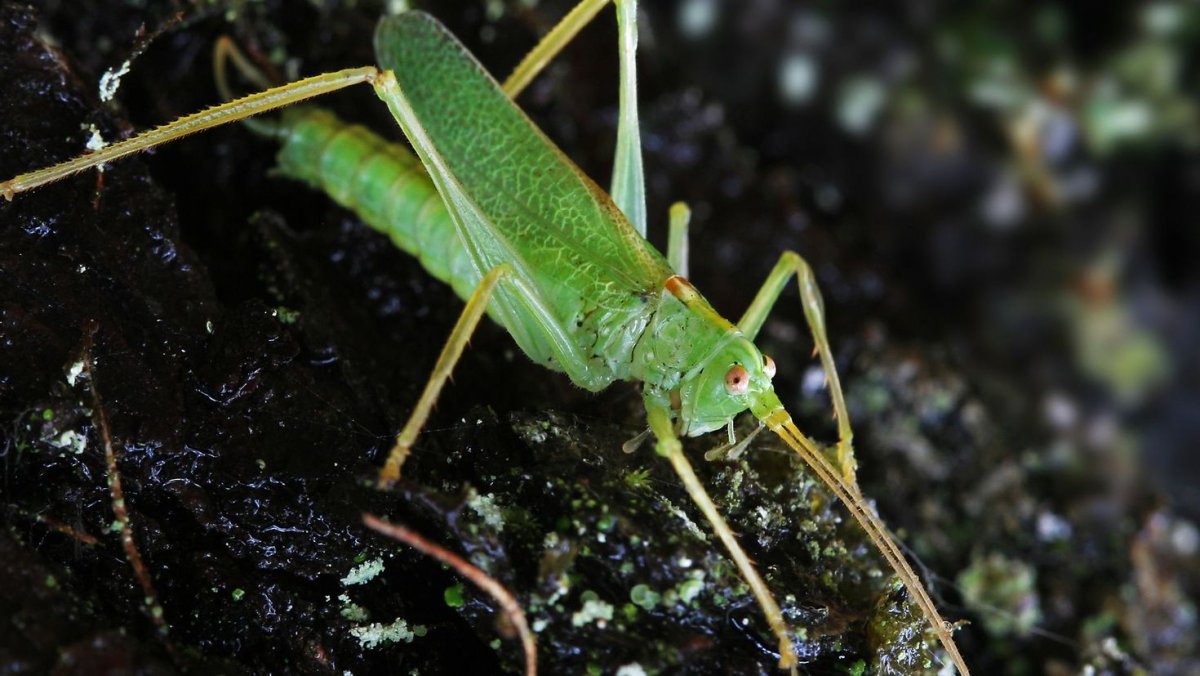 Необычные Кузнечики