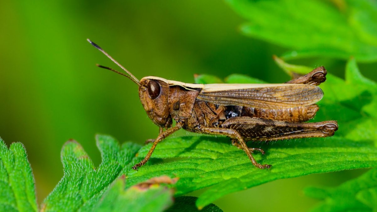 Кузнечик коричневый