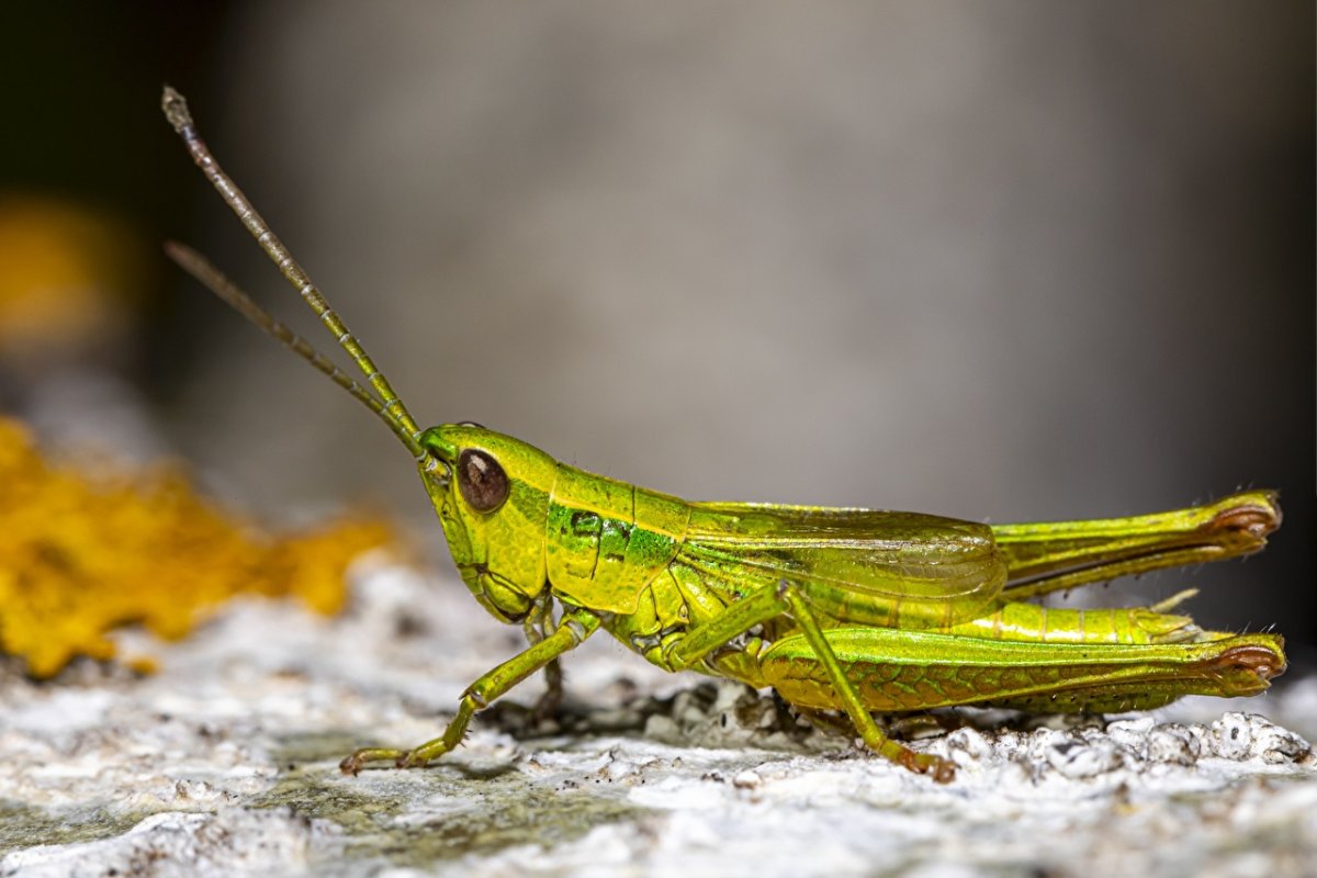 Кузнечик тетигония зеленый