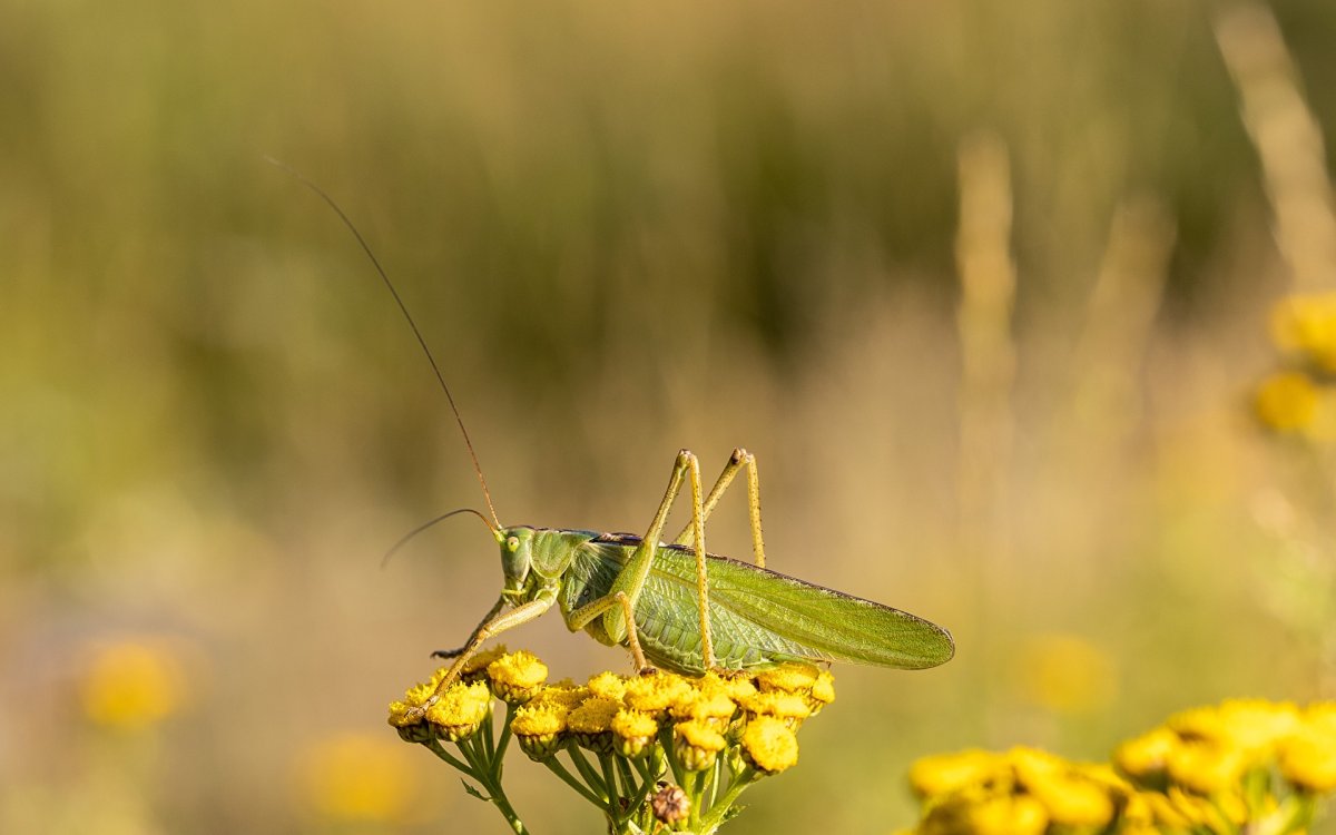 Кузнечик обои