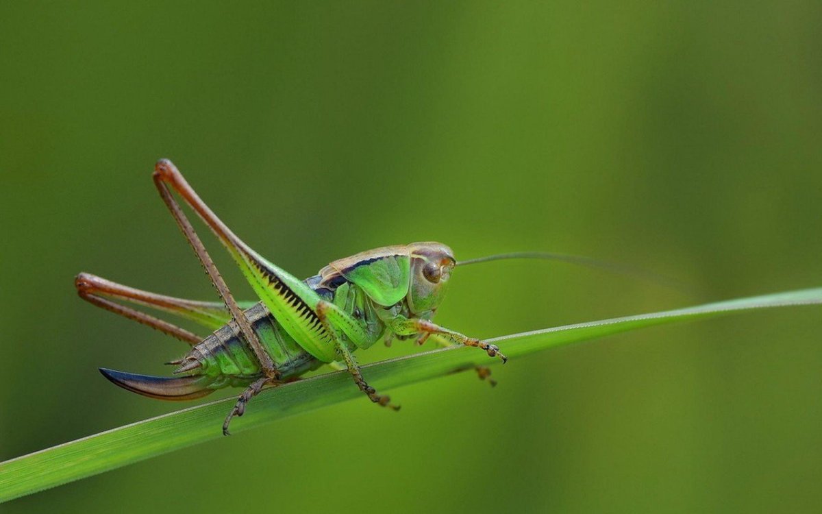 Кузнечик зеленый палочник