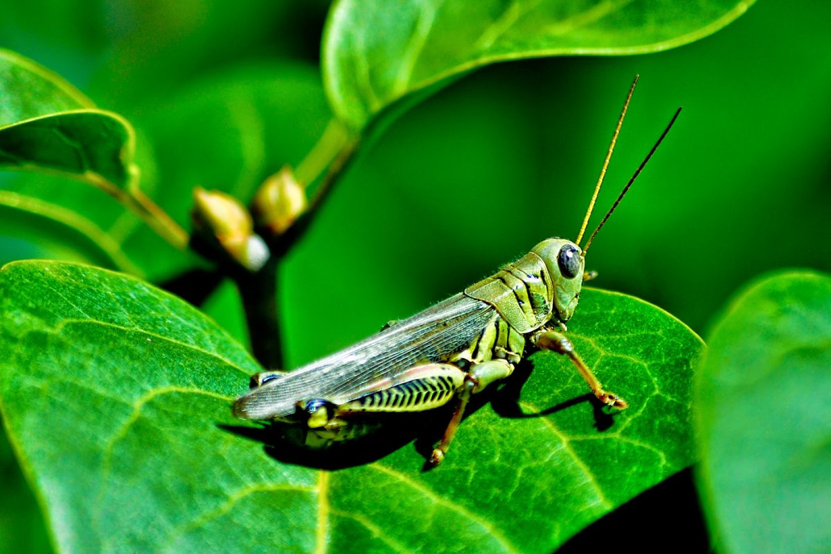 Grasshopper insect