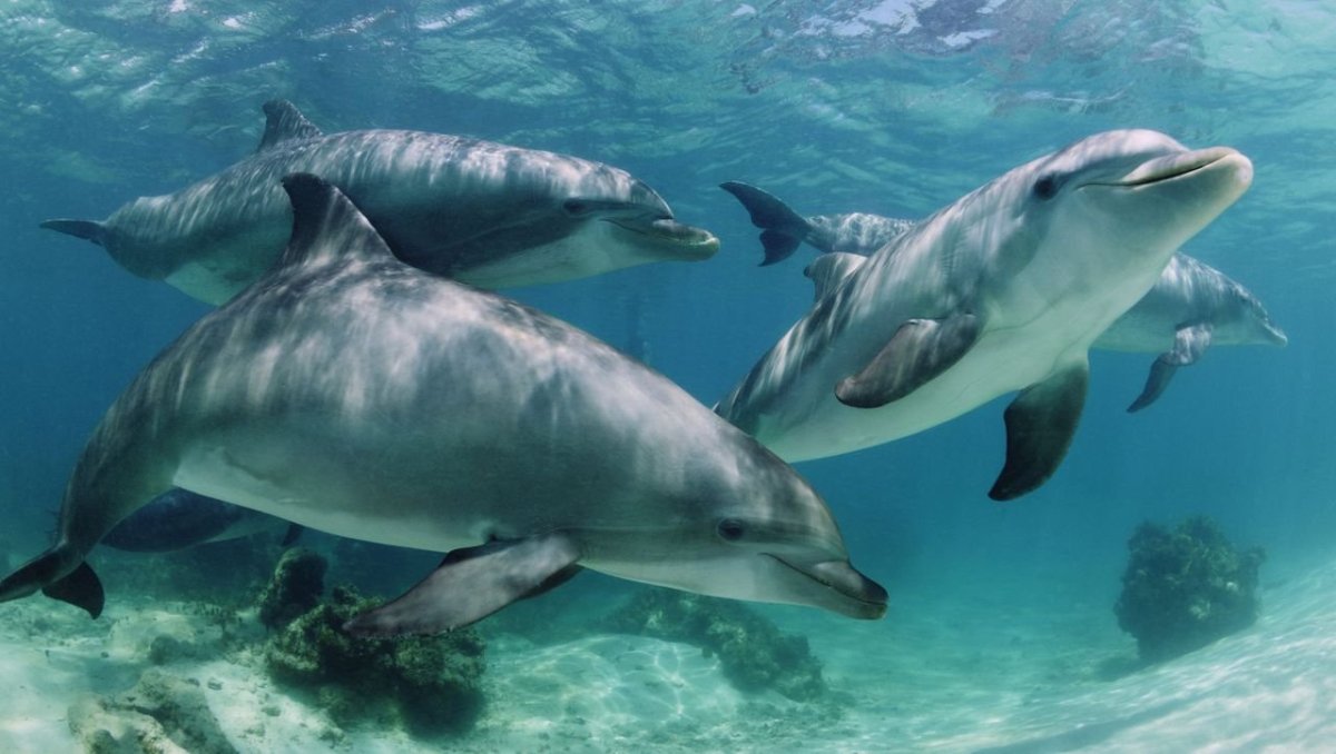 Дельфины живут в море. Дельфин-Афалина. Дельфины афалины. Афалина (Tursiops truncatus). Черноморская Афалина стая.