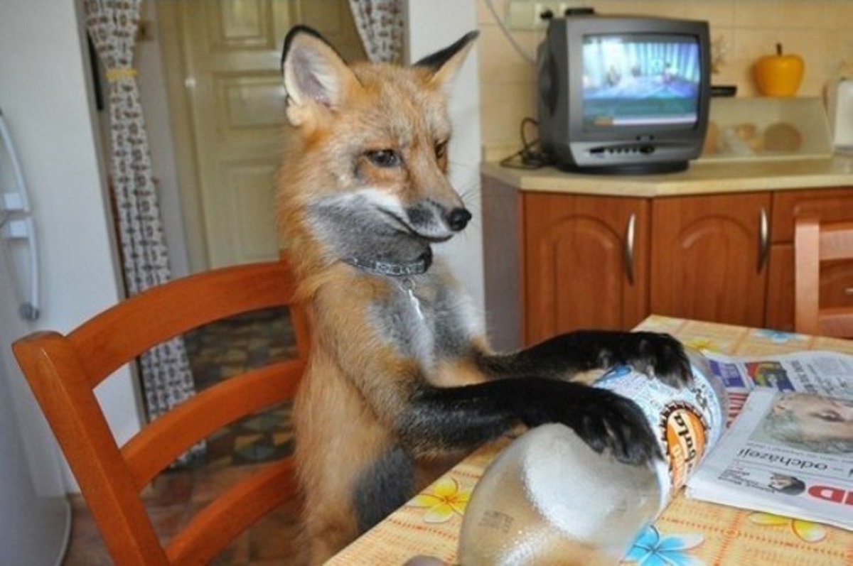 Лиса за столом