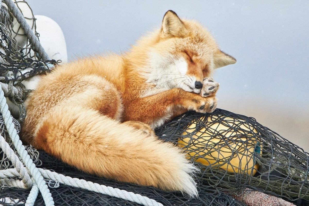 Уставший Лис