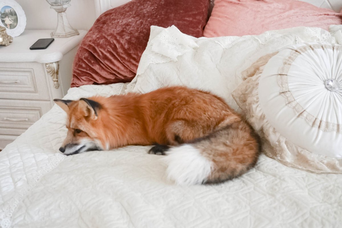 Лиса лежит на кровати