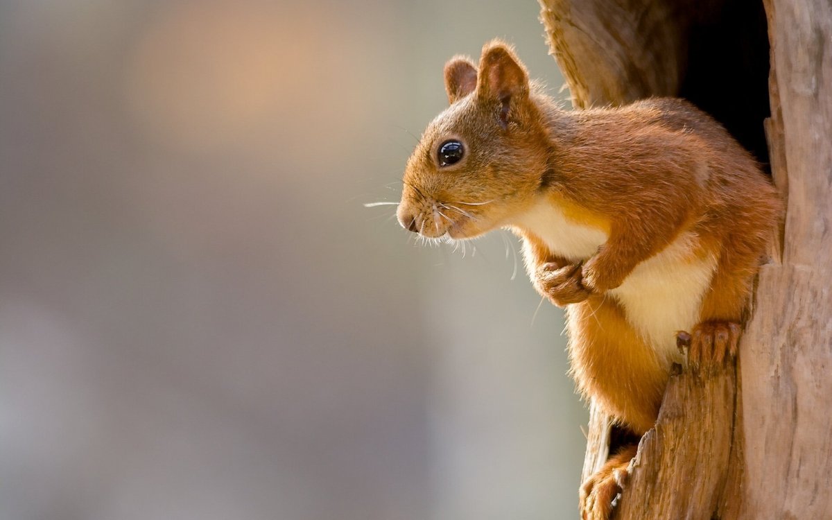 Белка в дупле