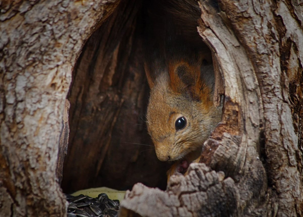 Беличье гнездо в дупле