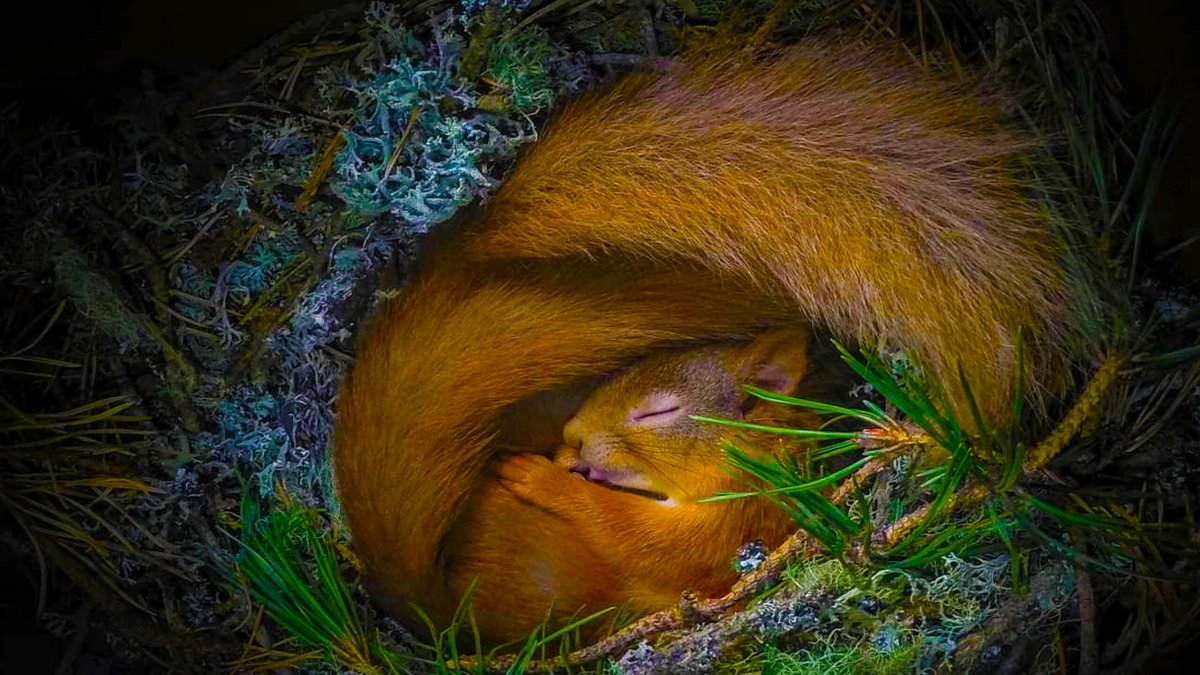 Гнездо белочки