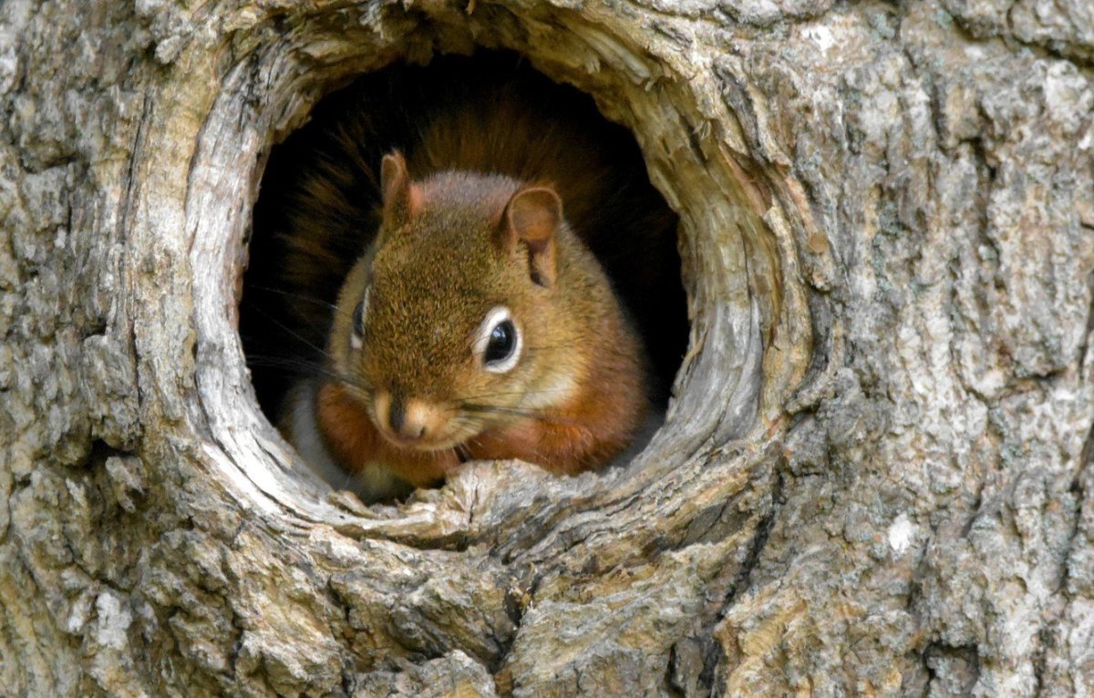 Беличья Нора