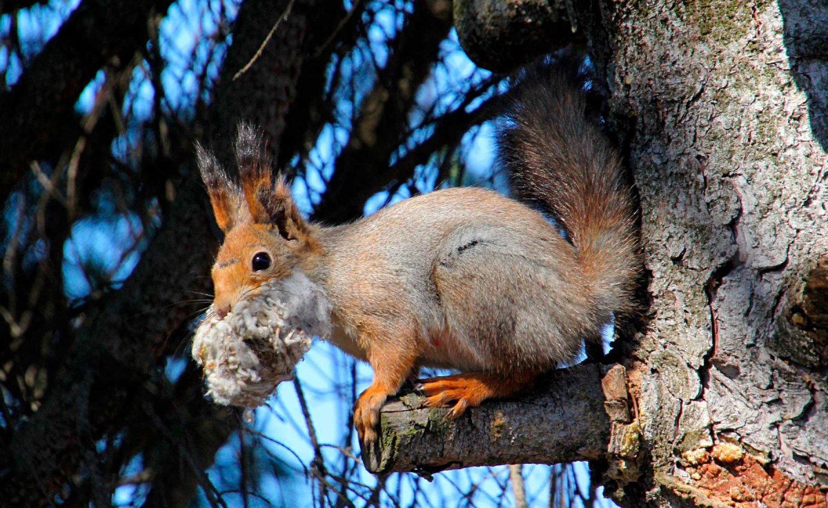 Беличье Гайно