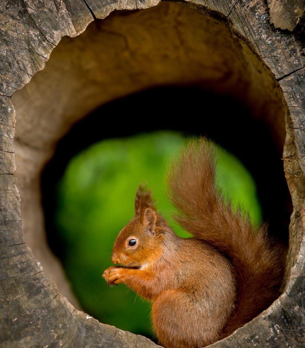 Беличье гнездо в дупле