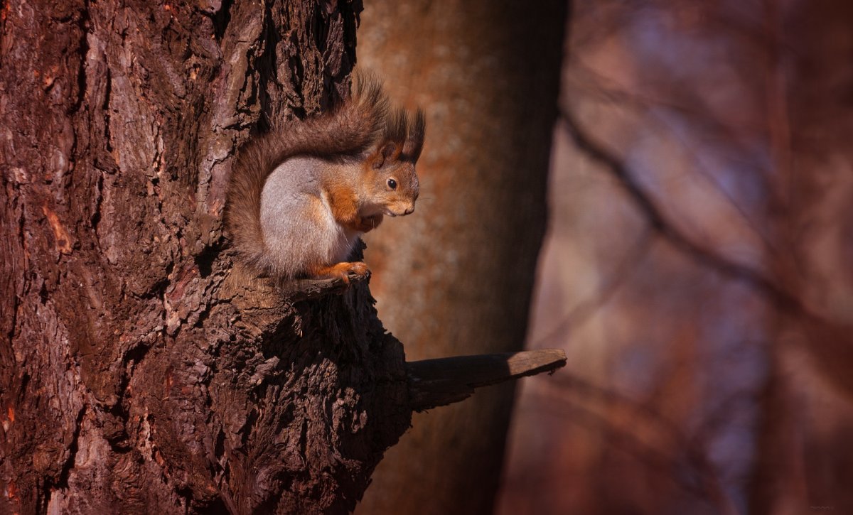 Белка в лесу на дереве