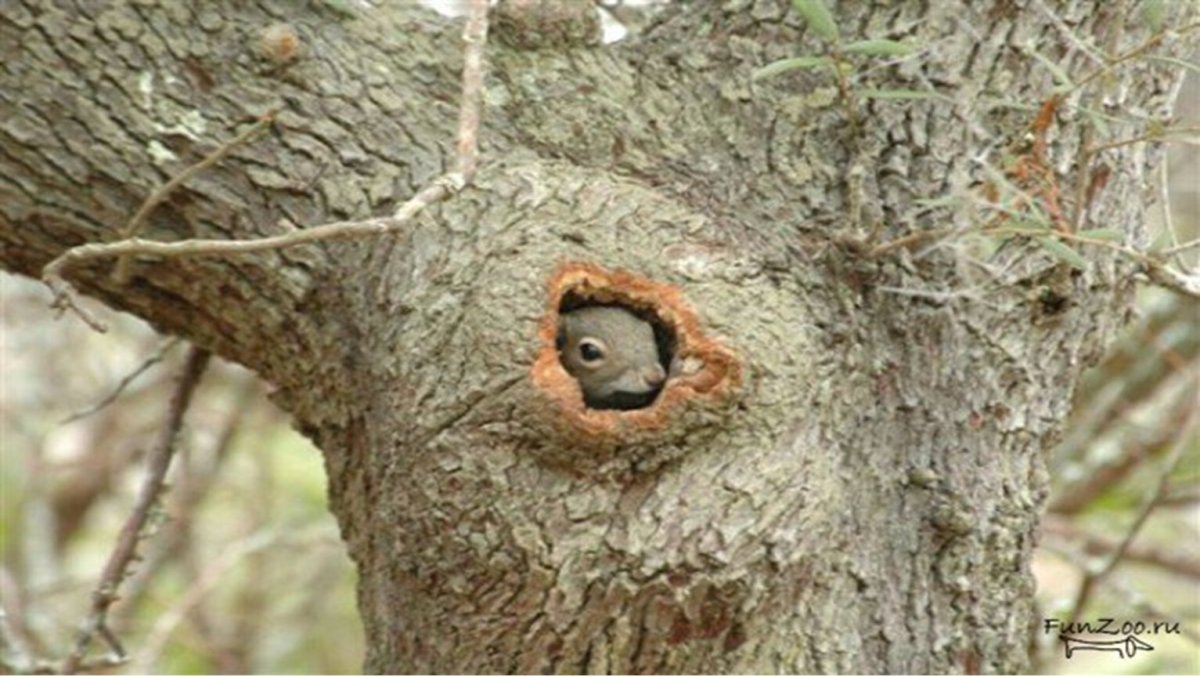 Белка обыкновенная в дупле