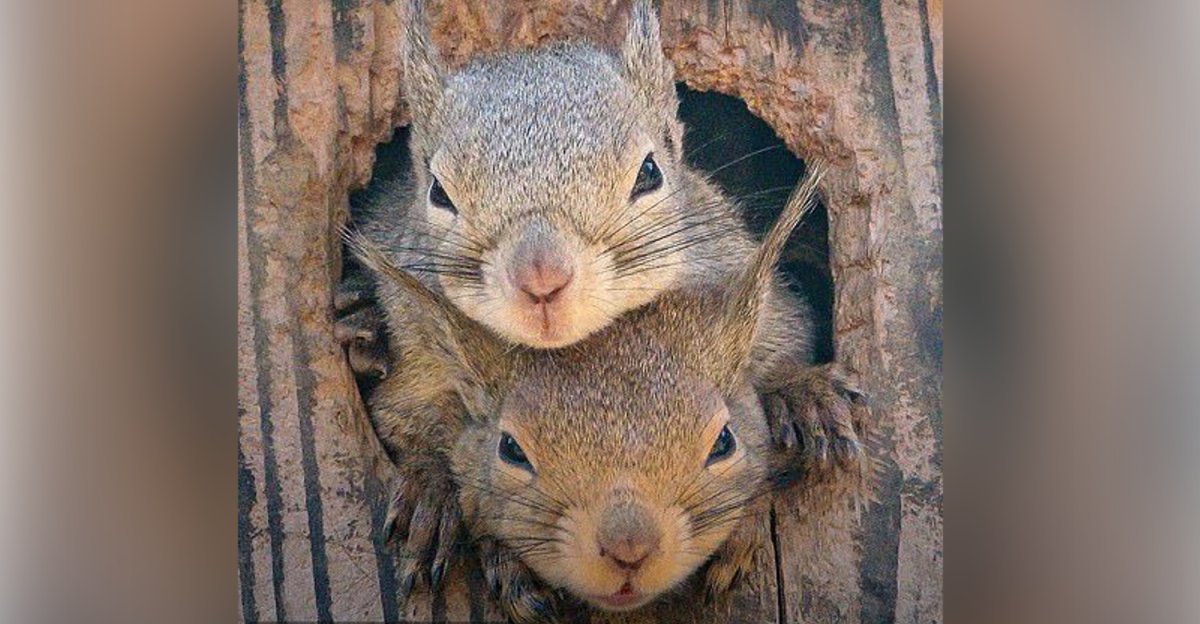 Белки вылезли из дупел