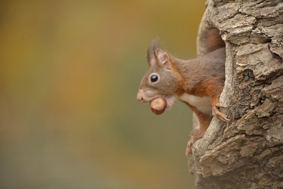 Белка в дупле