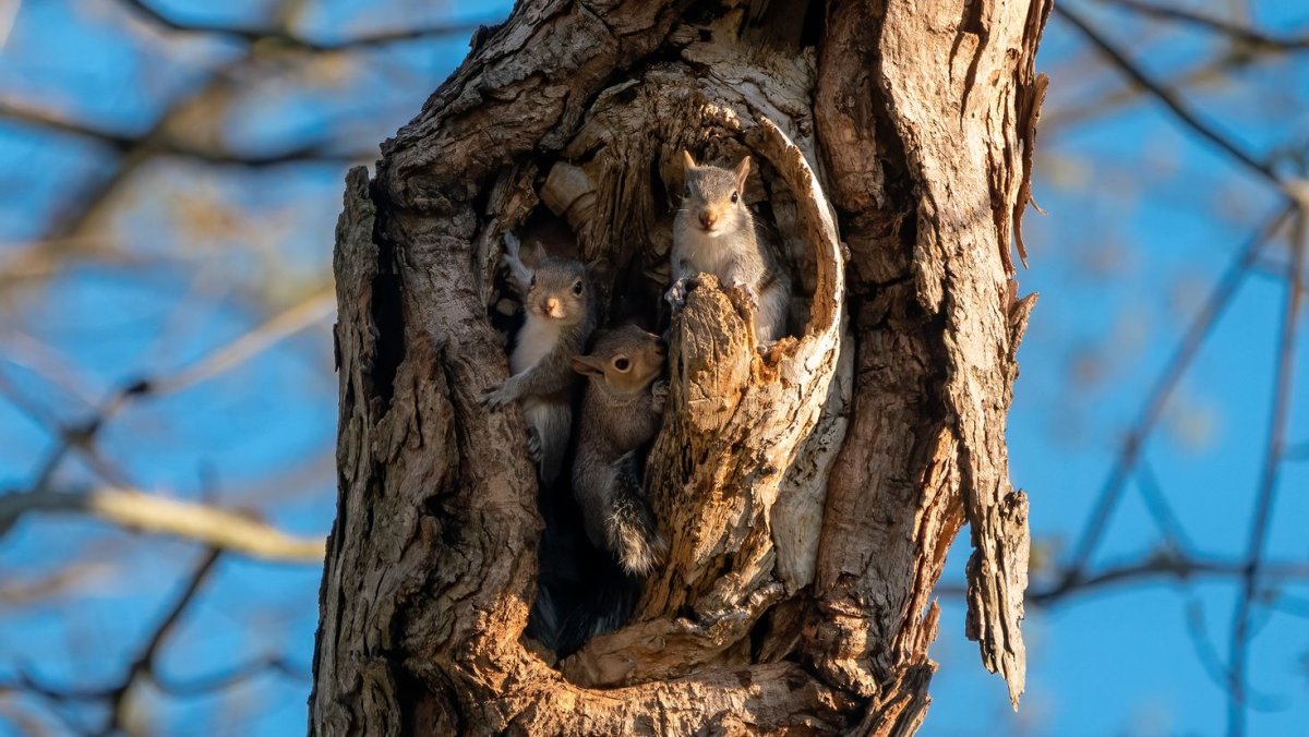 Гнездо белки беличье гнездо