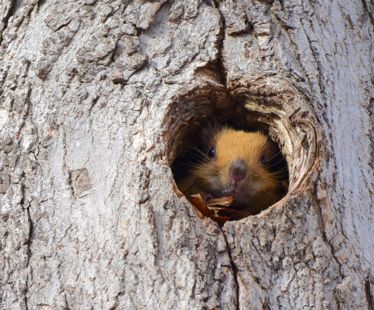 Гнездо белки Гайно