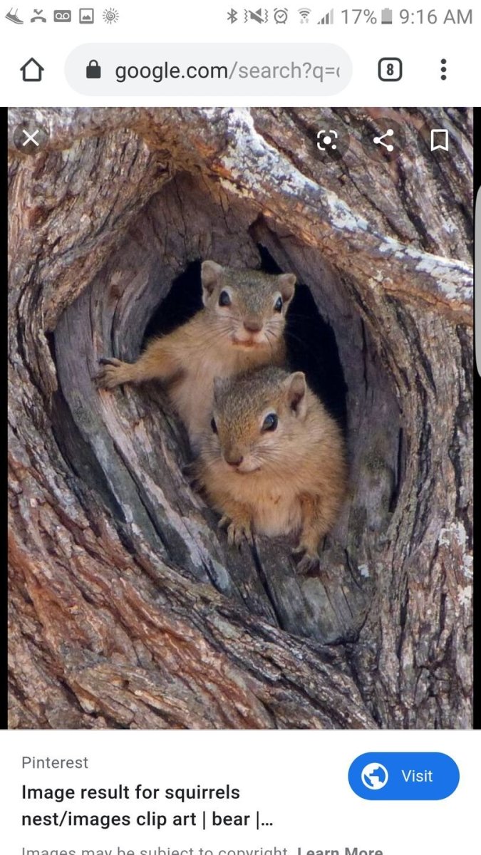Бельчата в дупле