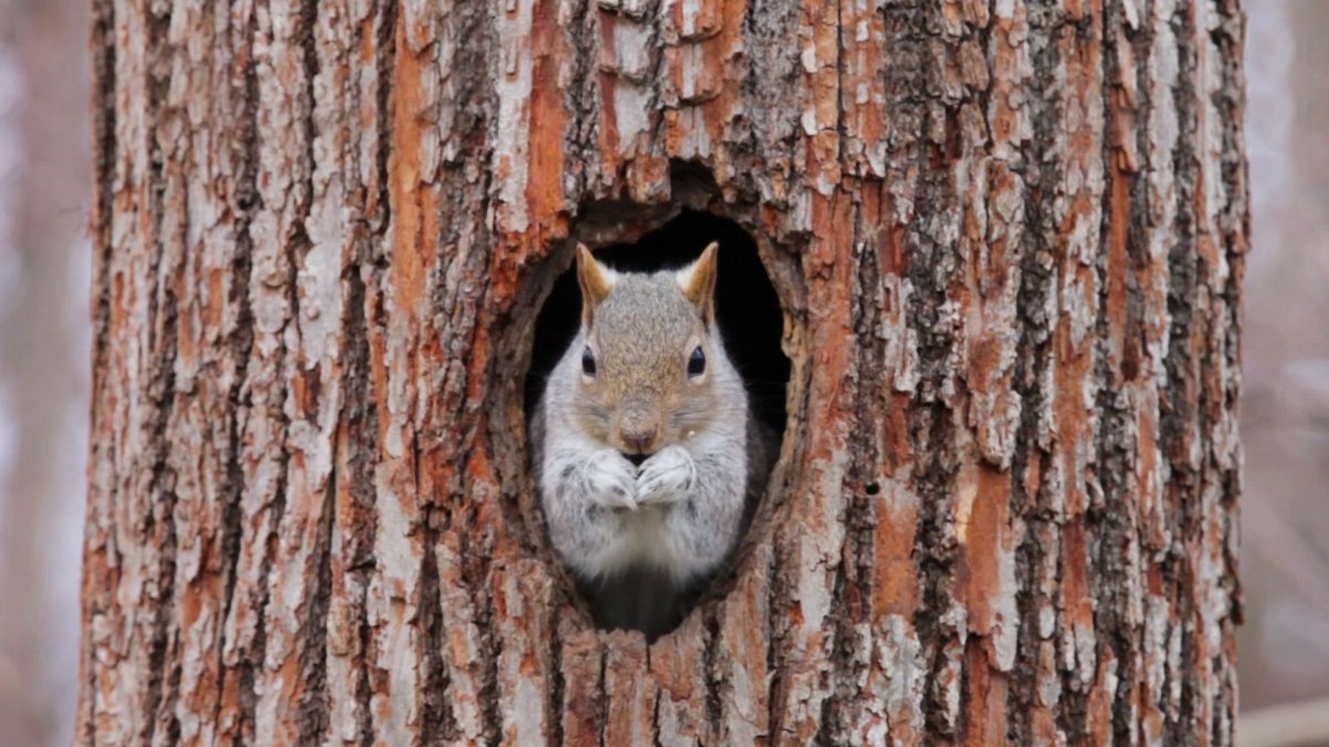 Дупло белки