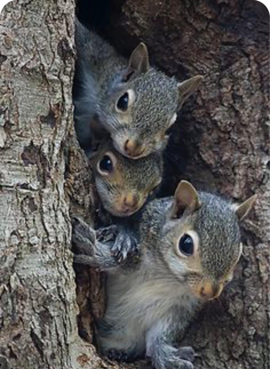 Белка с бельчатами