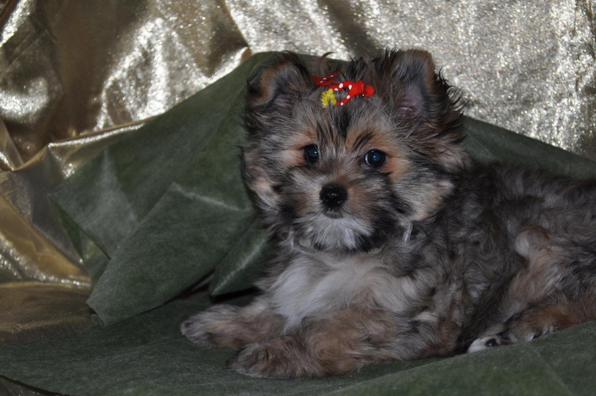 Йоркшир шпиц терьер