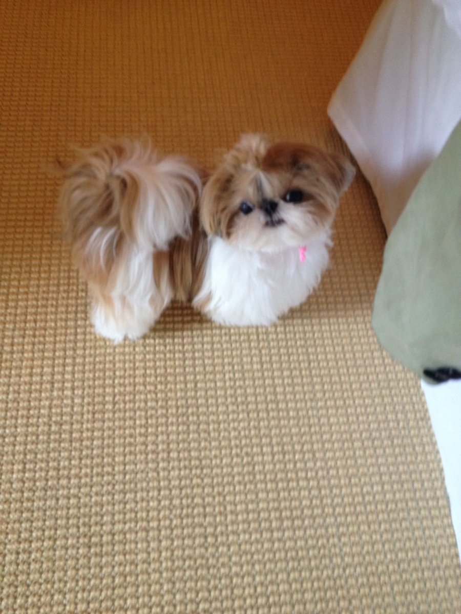 Йоркширский терьер помесь