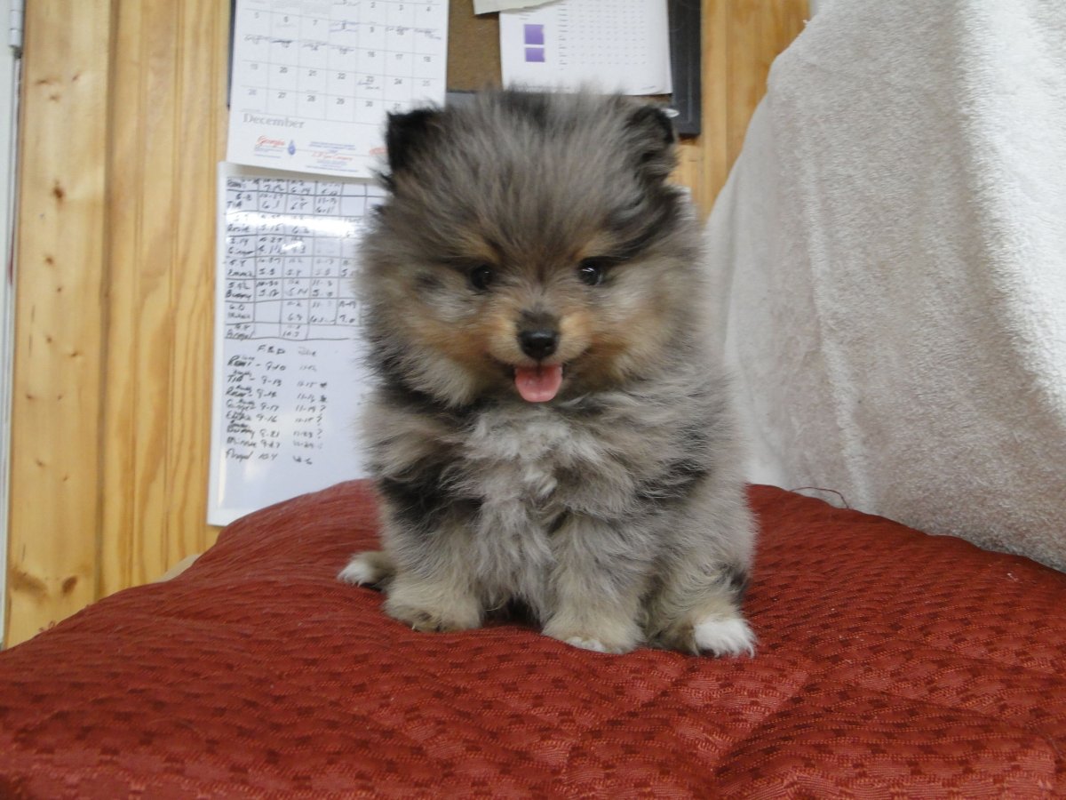 Помесь Йорка и пуделя