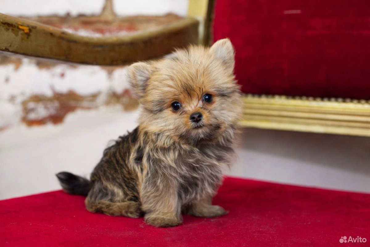 Помесь шпица и Йорка