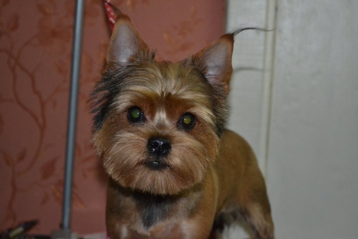 Шпиц дворняжка