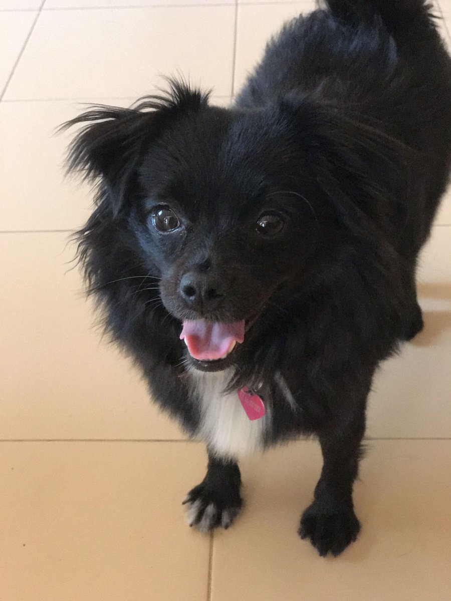 Бельгийский помски