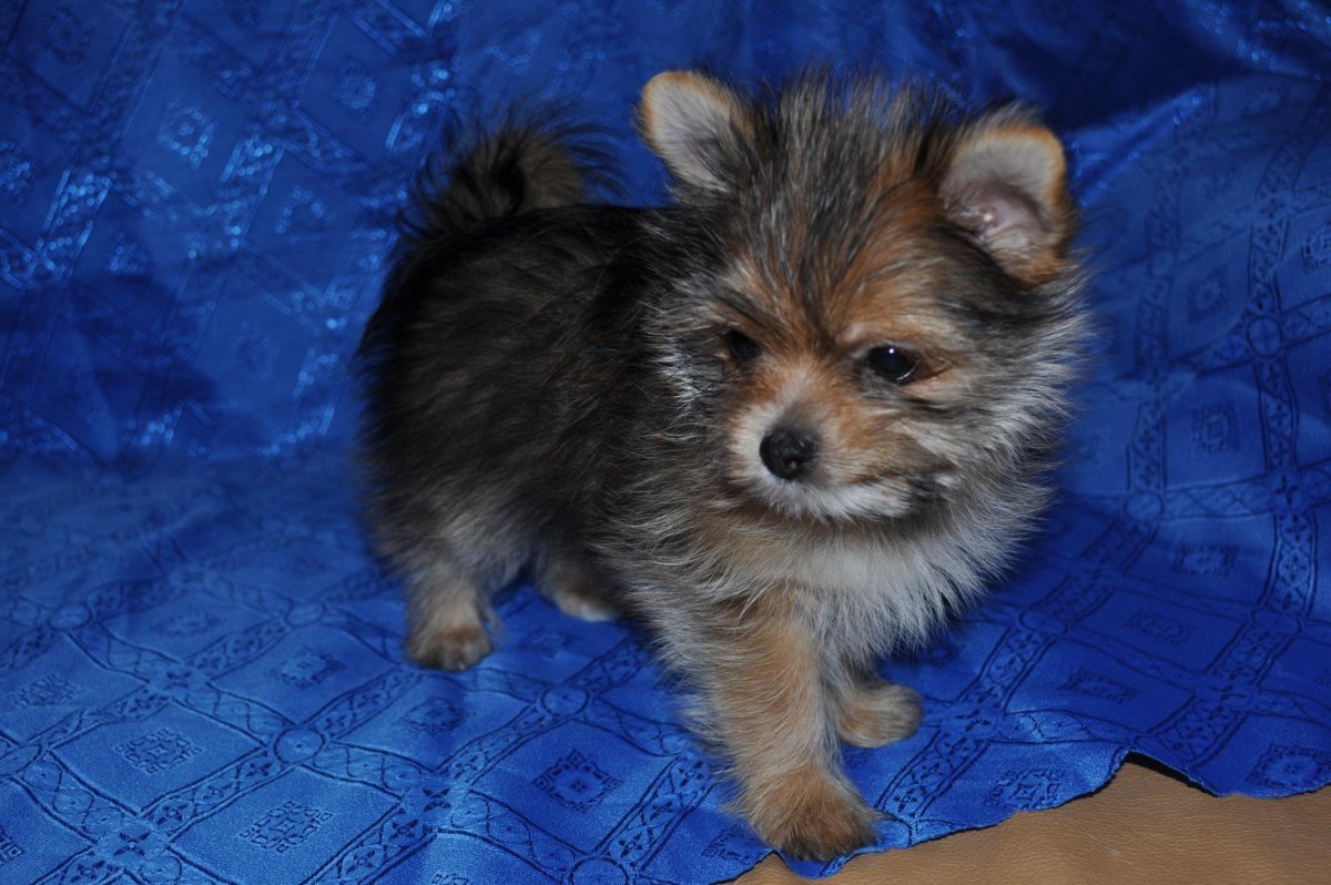 Джек Рассел Йорк помесь Йорка